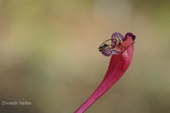 Aeschynanthus perrottetii